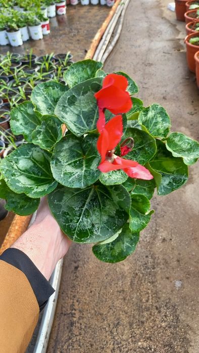 Cyclamen si zambila devenzare