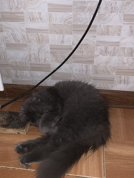 отдам в хорошие руки персидского кота!