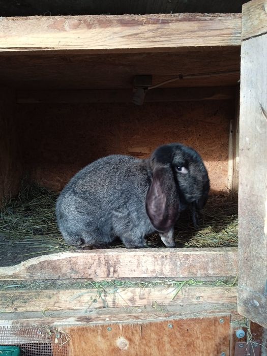 Iepuri berbec german pereche