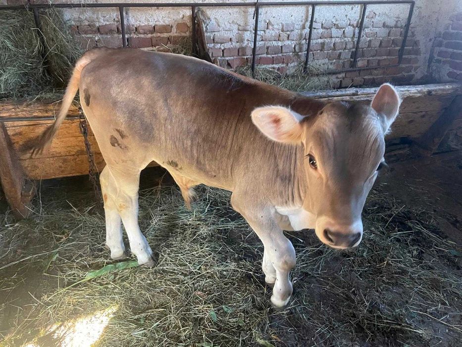 Vând vițel brun din montă