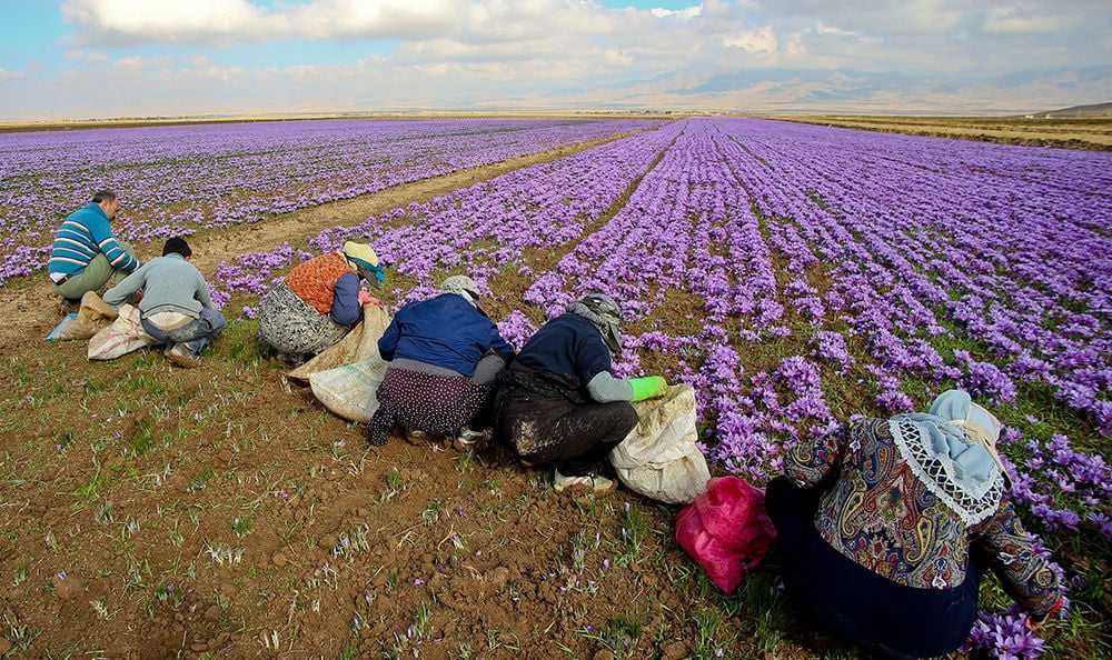 Шафран пиёзлари бор. Имеется луковицы Шафрана.