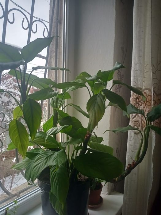 Продам домашние цветы