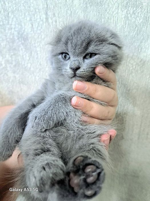 Котята, породистые.