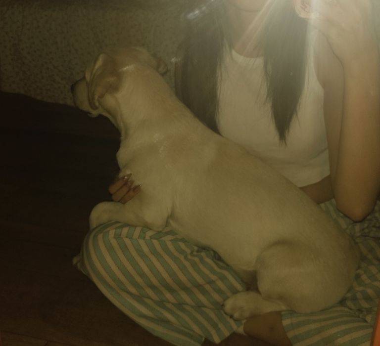 Лабрадор золотистый 6 месяцев