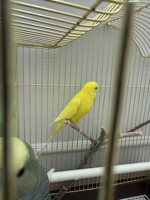 Радужные попугаи