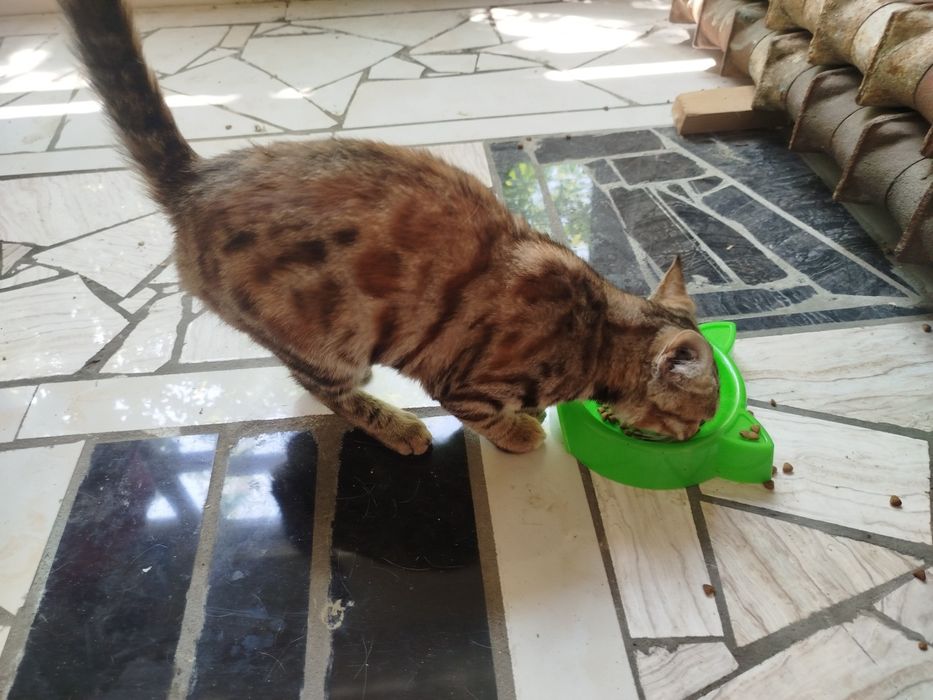 Бенгалская чисто кровний кошка