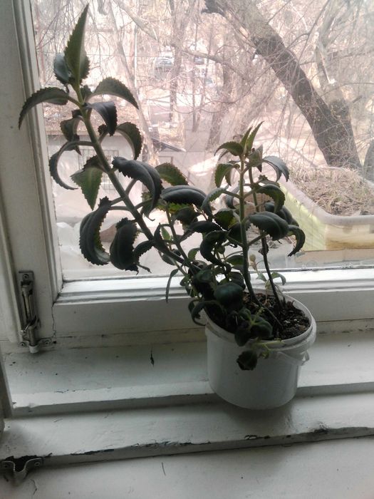 Каланхоэ лечебный