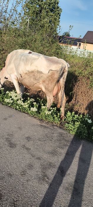 Vaca de vânzare.