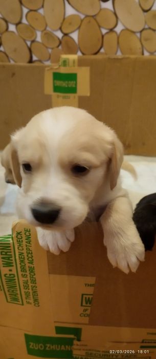 Подарявам кокершпаньолчета