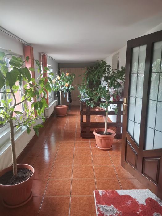 Vand casa cu mansarda Tarlungeni 421 mp