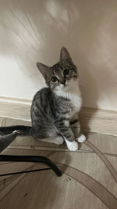 Отдам котенка мальчик