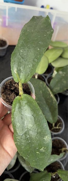 Хойя Undulata Indonesia big leaves укарененный росток