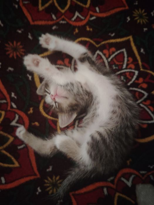 отдаю котиков в добрые руки