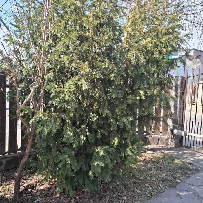 Vând copaci ornamentali Taxus Baccata diametru 100 cm înălțime 250 cm