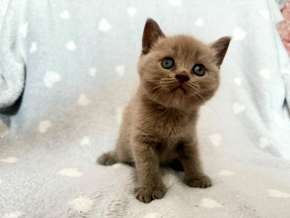 Котята  Кошки  Британские