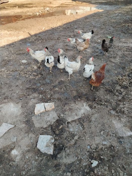 Продам курей адлеровских
