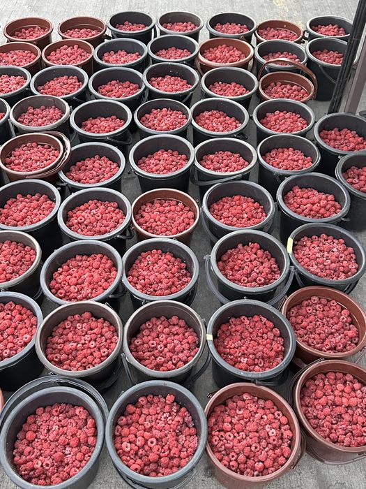 Облепиха | Симародина