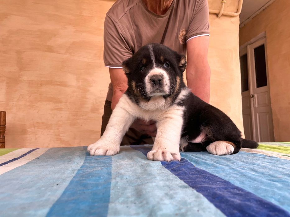 Щенок Алабая ( Супер Гигант )