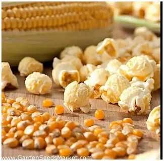 Зерно для попкорна USA