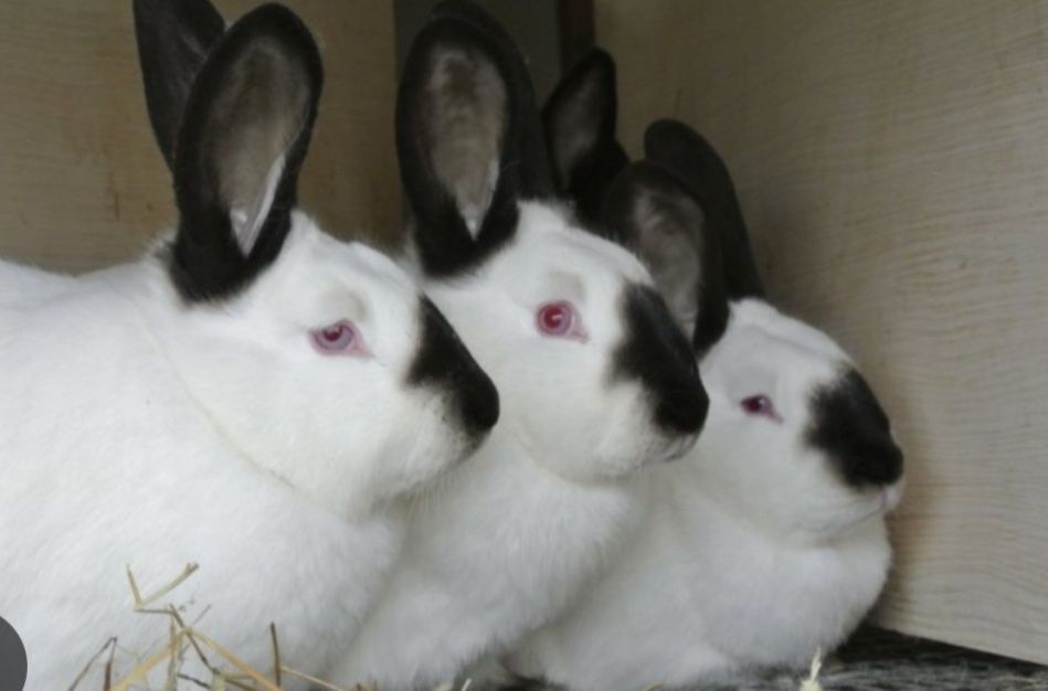 Калифорнийские кролики