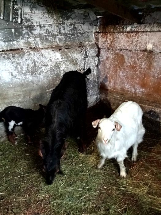 Schimb  cu rate lesesti ssu romanesti capră bună de lapte cu iadă și u