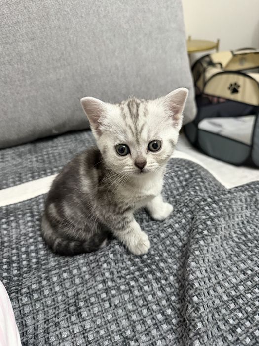 Шотладние котята