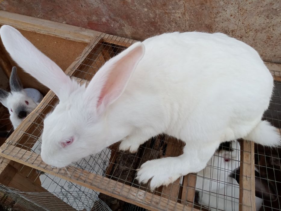 Quyonla bor kottadan kichigicha zoti kalifornia