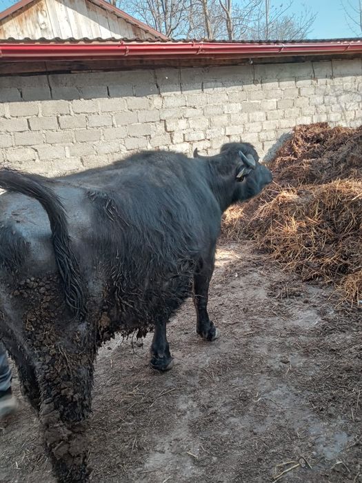 Vând bivolită gestantă