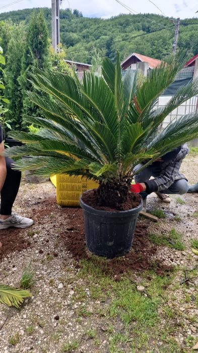 Palmierii rezistenți la îngheț toate dimensiunile