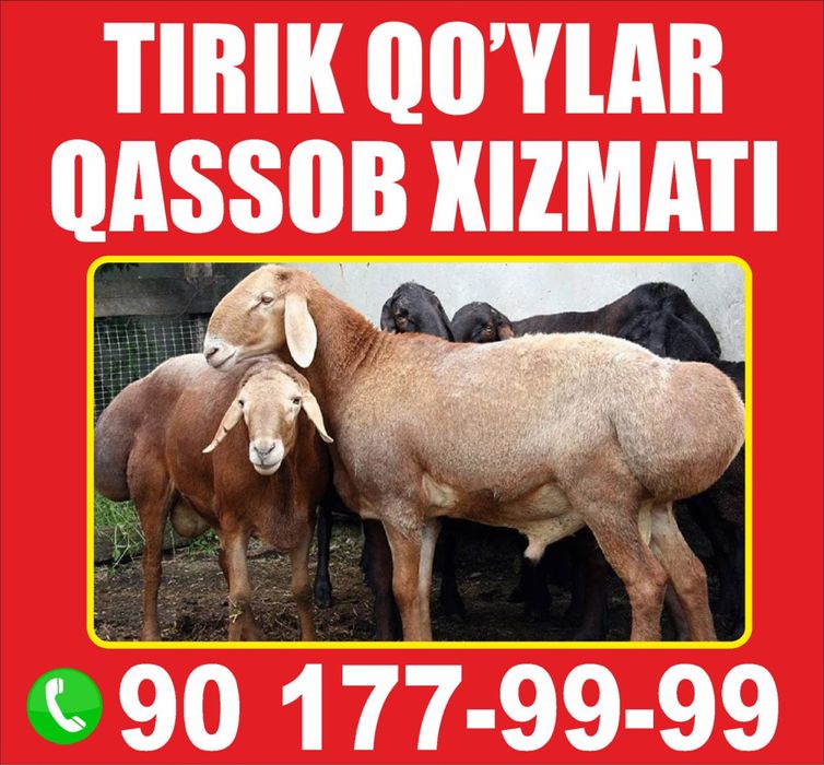 Маросим, Эҳсонга қўйлар, қассоб хизмати.