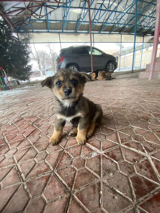 Щенков в добрые руки.