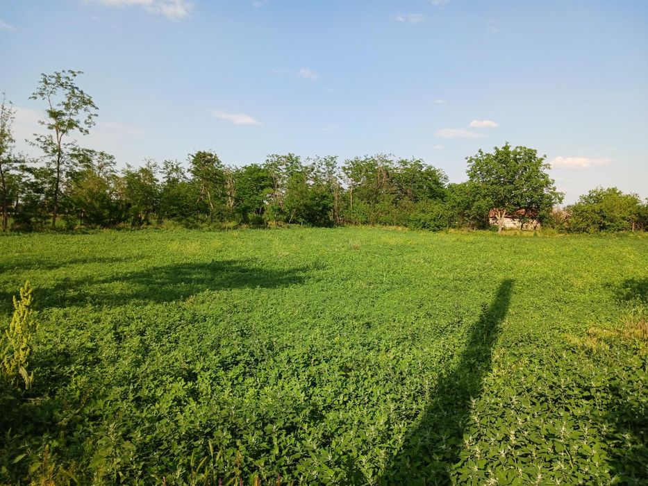 Vând teren intravilan Caltuna