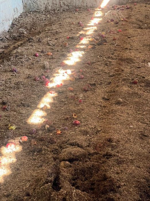 Шылаушын Черви Биогумус