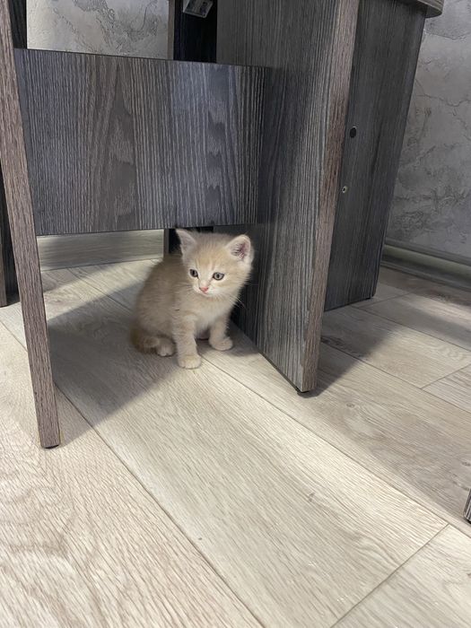 Отдам котят девочка и мальчик