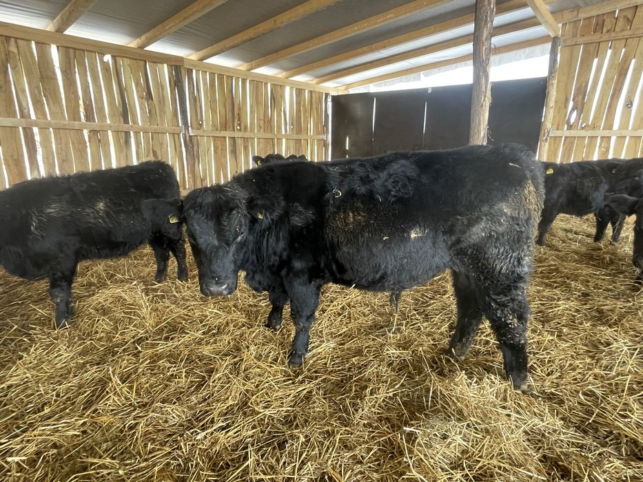 Tăurași Aberdeen Angus