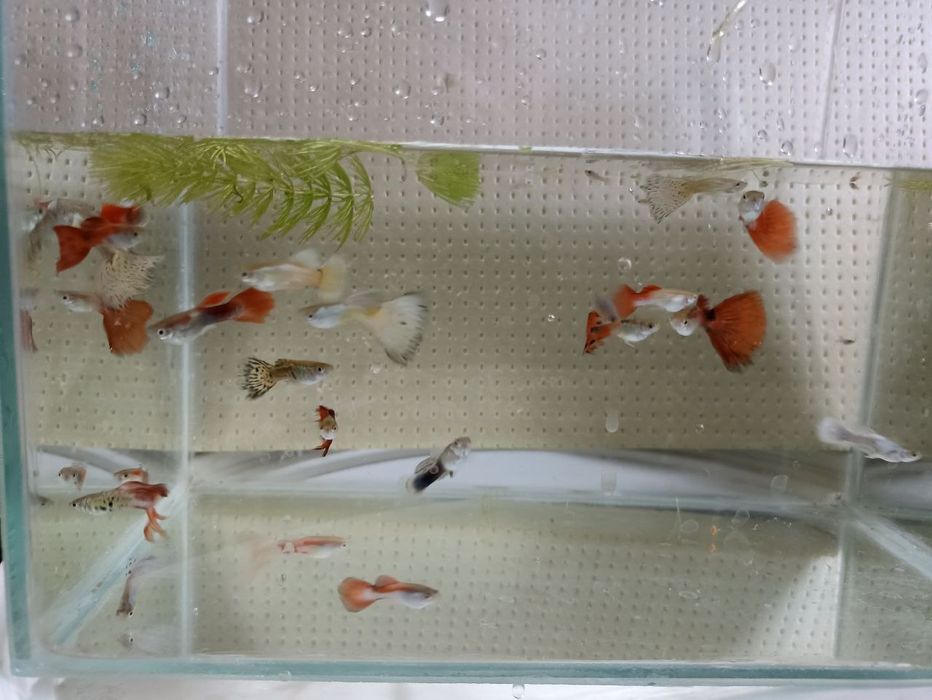 Аквариумные рыбки гуппи