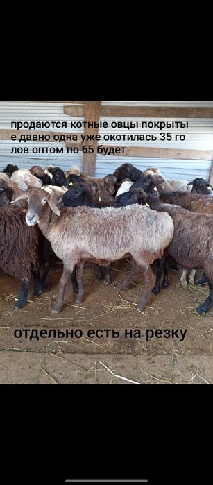 Кой семз сатылады