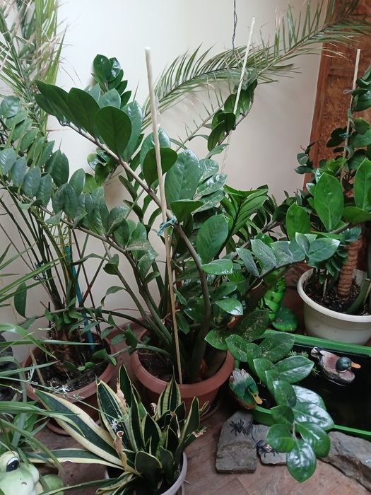 Продам комнатные цветы разные