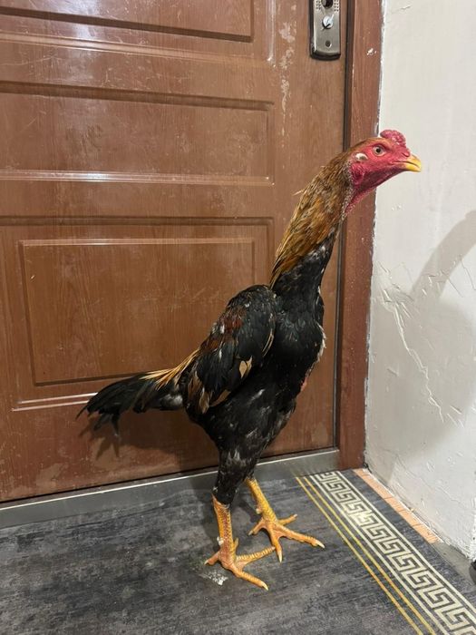 Продам  жужика среднего роста