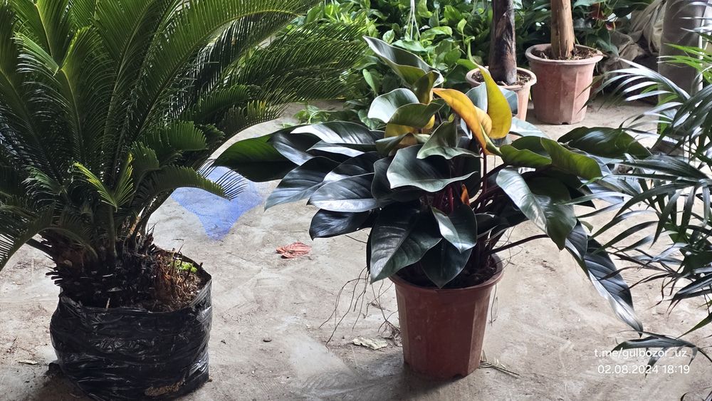 Hona gullari Комнатные растения гул цветы усимлик манзара декоративные