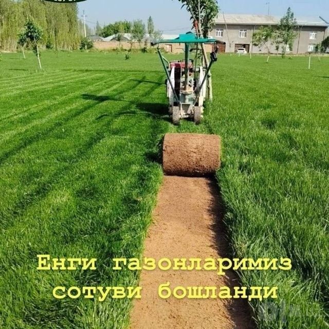 Gazon ekish bogbochilik