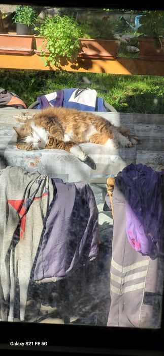 caut nou stapan pentru adoptie