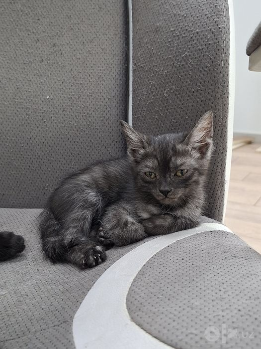 Котенок мальчик 1,5 месяца