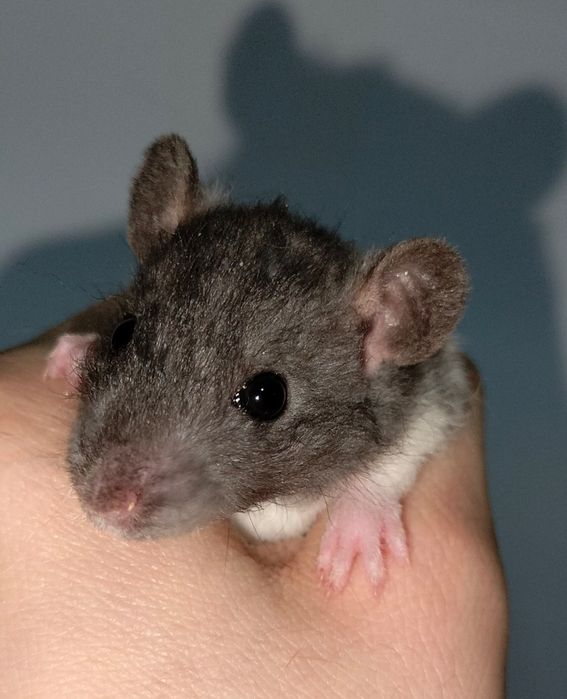 Декоративные ручные крысы