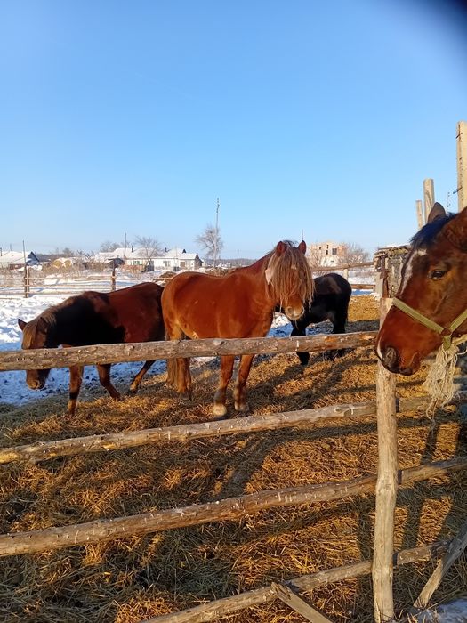 Жеребец шесть лет