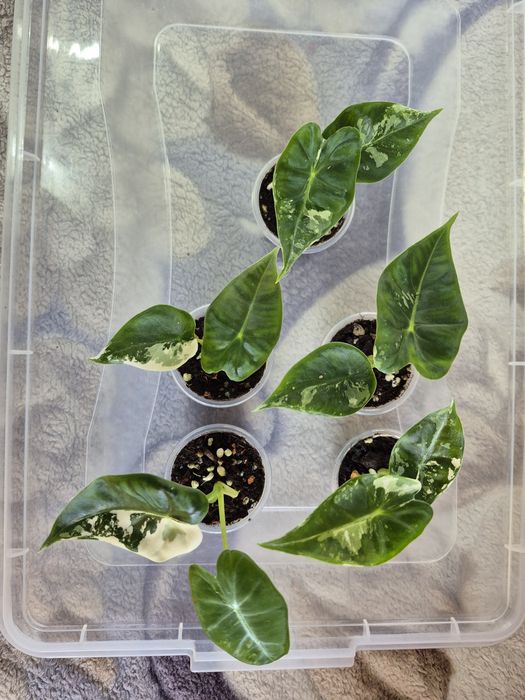 Продам цветы комнатные