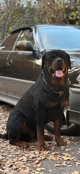 Шикарный кобель для вязки