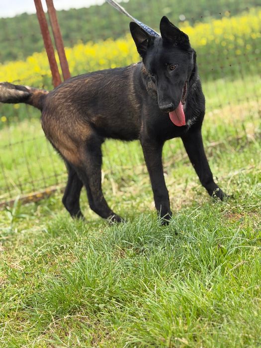 Mascul Ciobanesc Belgian Malinois