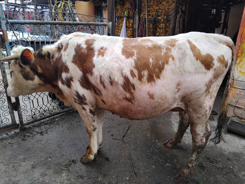 Vând vacă gestantă