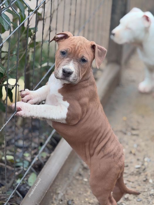 Amstaff rasă pură cu pedigree